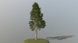 Birch Tree trees, tree, forest, oak, silver, park, nature, birch, beech, plane