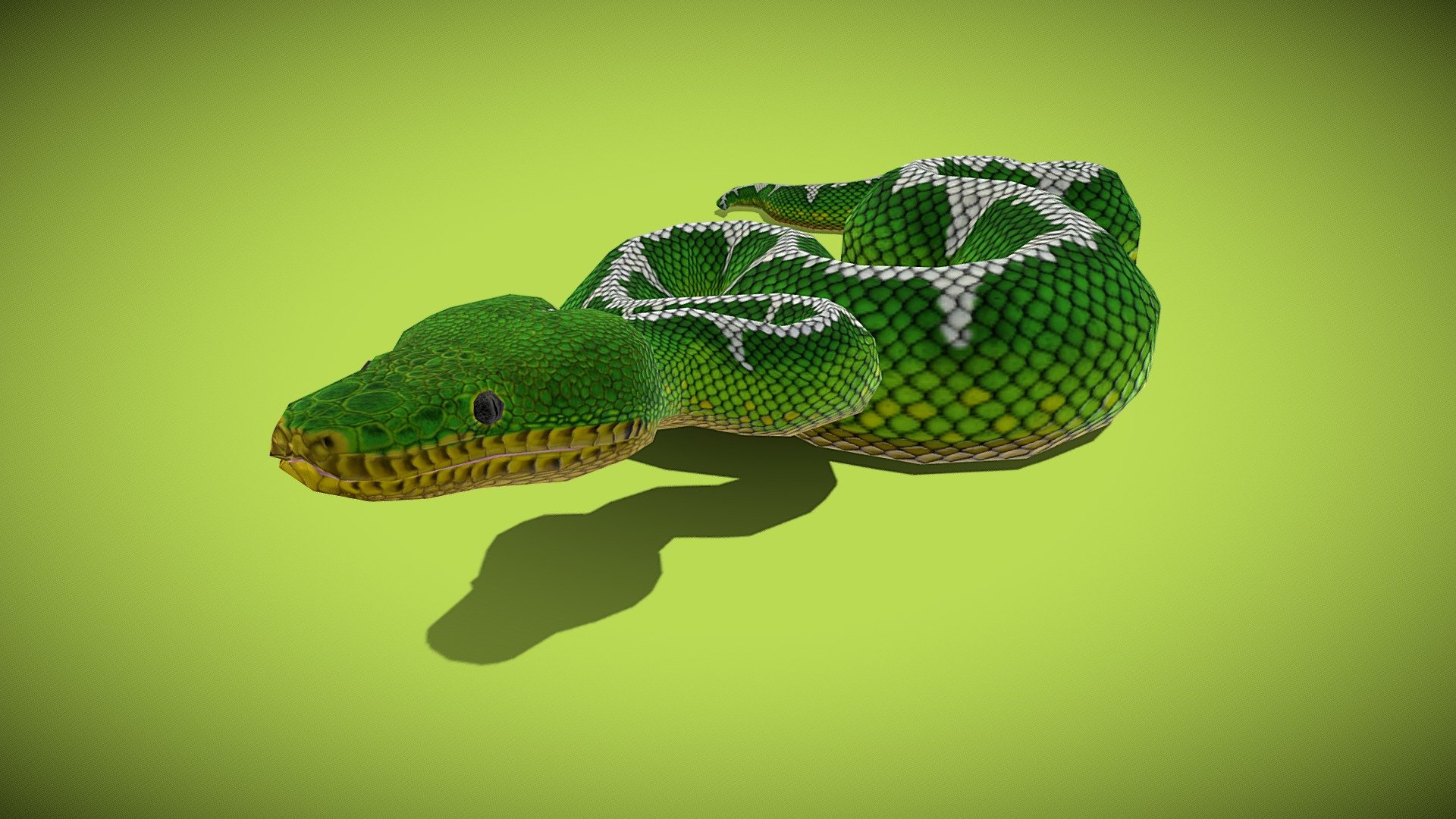 A simple low poly snake model. This is an Emerald Tree Boa.
This model was used as part of the Augmented Reality features of The Living Rainforest Explorer app which is now available for Android and iOS.
Google Play: https://play.google.com/store/apps/details?id=org.trustforsustainableliving.livingrainforest&amp;hl=en_GB&amp;gl=US
Apple app store: https://apps.apple.com/us/app/the-living-rainforest-explorer/id1572807135?uo=2