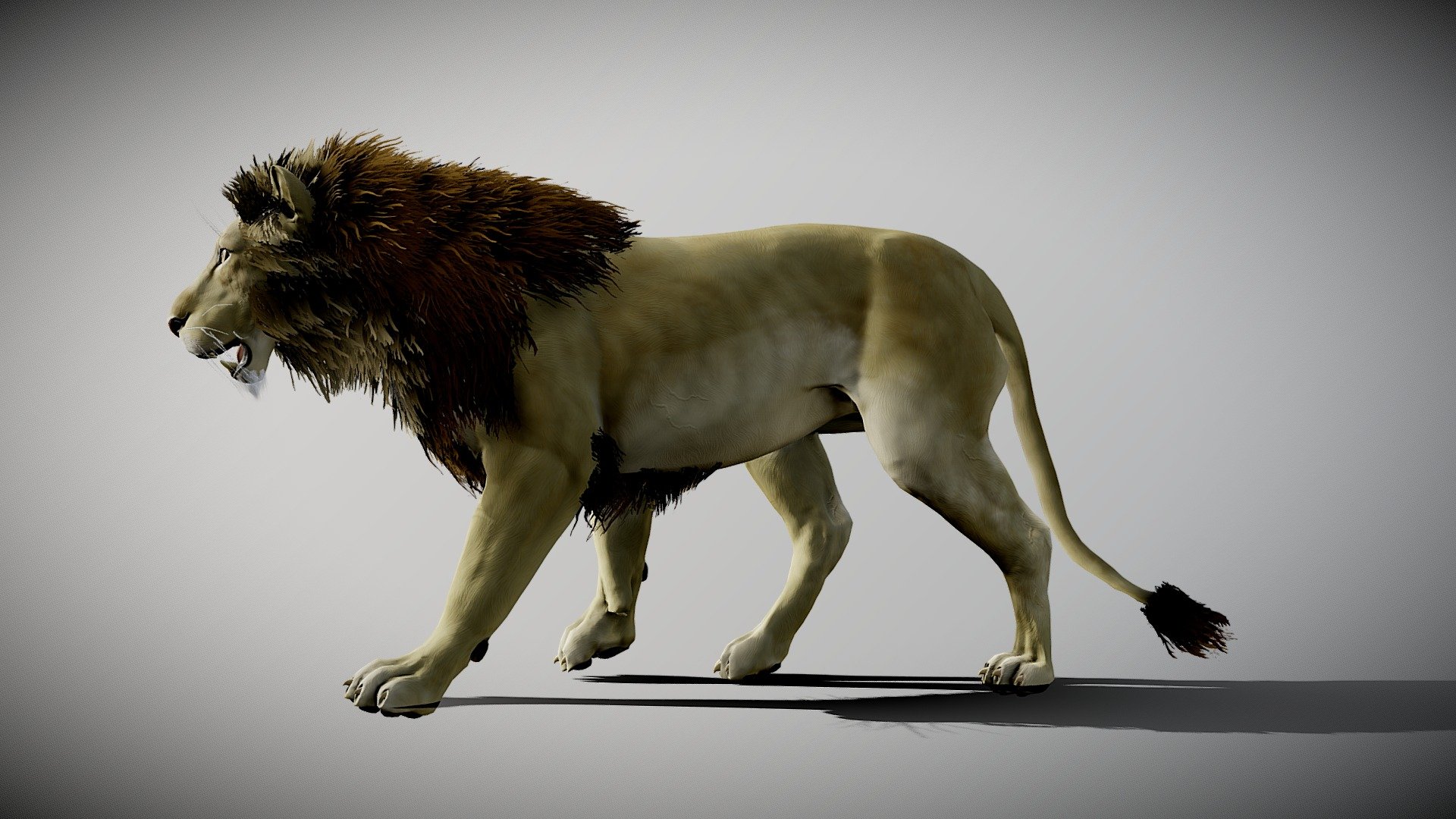 Lion rigged and animated:

This lion is sculpted in Zbrush, textured in Substance Painter and photoshop, rigged and animated in Blender




walk and run animation

textures: 4096x4096

original blender file

Wiki: The lion (Panthera leo) is a large cat of the genus Panthera native to Africa and India. It has a muscular, broad-chested body, short, rounded head, round ears, and a hairy tuft at the end of its tail. It is sexually dimorphic; adult male lions are larger than females and have a prominent mane. It is a social species, forming groups called prides. A lion's pride consists of a few adult males, related females, and cubs. Groups of female lions usually hunt together, preying mostly on large ungulates. The lion is an apex and keystone predator; although some lions scavenge when opportunities occur and have been known to hunt humans, the species typically does not actively seek out and prey on humans.