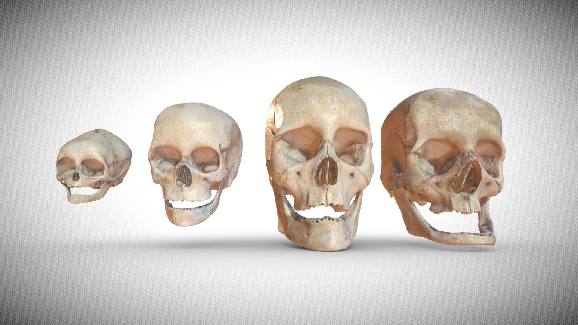 Age Based Skulls
These are four stages model showing the significant changes in the skull structure over the aging process of the human being.

Medical Notes:

The models are medically accurate of ages: 0,8,35,80 respectively, each age consists of 20 bone (object)

1.Left Zygomatic

2.Mandible

3.Left Temporal

4.Left Palatine

5.Left Nasal

6.Left Maxilla

7.Left Lacrimal

8.Inferior Conchae

9.Left Parietal

10.Right Parietal

11.Ethmoid

12.Vomer

13.Sphenoid

14.Right Zygomatic

15.Frontalis

16.Right Temporal

17.Right Palatine

18.Right Nasal

19.Right Maxilla

20.Right Lacrimal

Technical Notes:




Every bone in the skull is separate and can be moved/rotated/scaled.

Soon it will be available  in the store section. 

You can always contact us for custom made model or animation.

Hope you like it…