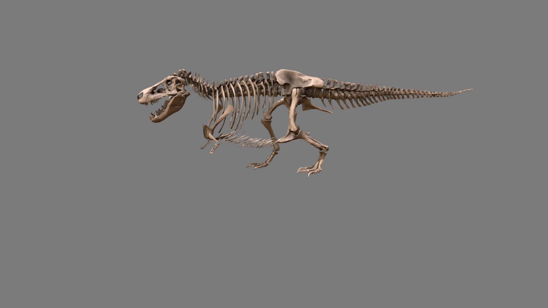 SUE is the largest and most complete Tyrannosaurus rex skeleton ever found. Find out more about what we can learn from an animal's life by looking at their fossils by interacting with the model above. Answers to the questions, further resources, and a quick model tutorial can be found at https://www.fieldmuseum.org/educators/learning-resources/3d-model-tyrannosaurus-rex.

https://db.fieldmuseum.org/df4e79be-0726-4196-b745-d0717df2bd1c
PR2081 Field Museum of Natural History