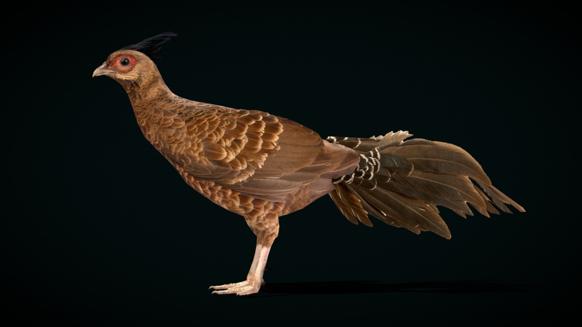 Nepal Kalij pheasant Pose FBX original File




Nepal kalij pheasant (kalij_pheasant,Simply_Kaliji)  Nepal.

Lophura _leucomelanos Animal Bird    (Animalia)  

1 Draw Calls

Low Poly

4K PBR Textures Material 

Unreal FBX (Unreal 4,5 Plus)

USDZ File (AR Ready). Real Scale Dimension

Textures Files

GLB File (Unreal 5.1  Plus Native Support)


Gltf File ( Spark AR, Lens Studio(SnapChat) , Effector(Tiktok) , Spline, Play Canvas,Omiverse ) Compatible




Triangles : 6666



Vertices  : 3605

Faces     : 3380

Edges     : 6970

Diffuse, Metallic, Roughness , Normal Map ,Specular Map,AO

The kalij pheasant, or simply kalij, is a pheasant found in forests and thickets, especially in the Himalayan foothills, from Nepal, Pakistan to western Thailand. Wikipedia
Scientific name: Lophura_leucomelanos
Conservation status: Least Concern (Population decreasing) Encyclopedia of Life
Family: Phasianidae
Domain: Eukaryota
Kingdom: Animalia
Order: Galliformes
Phylum: Chordata