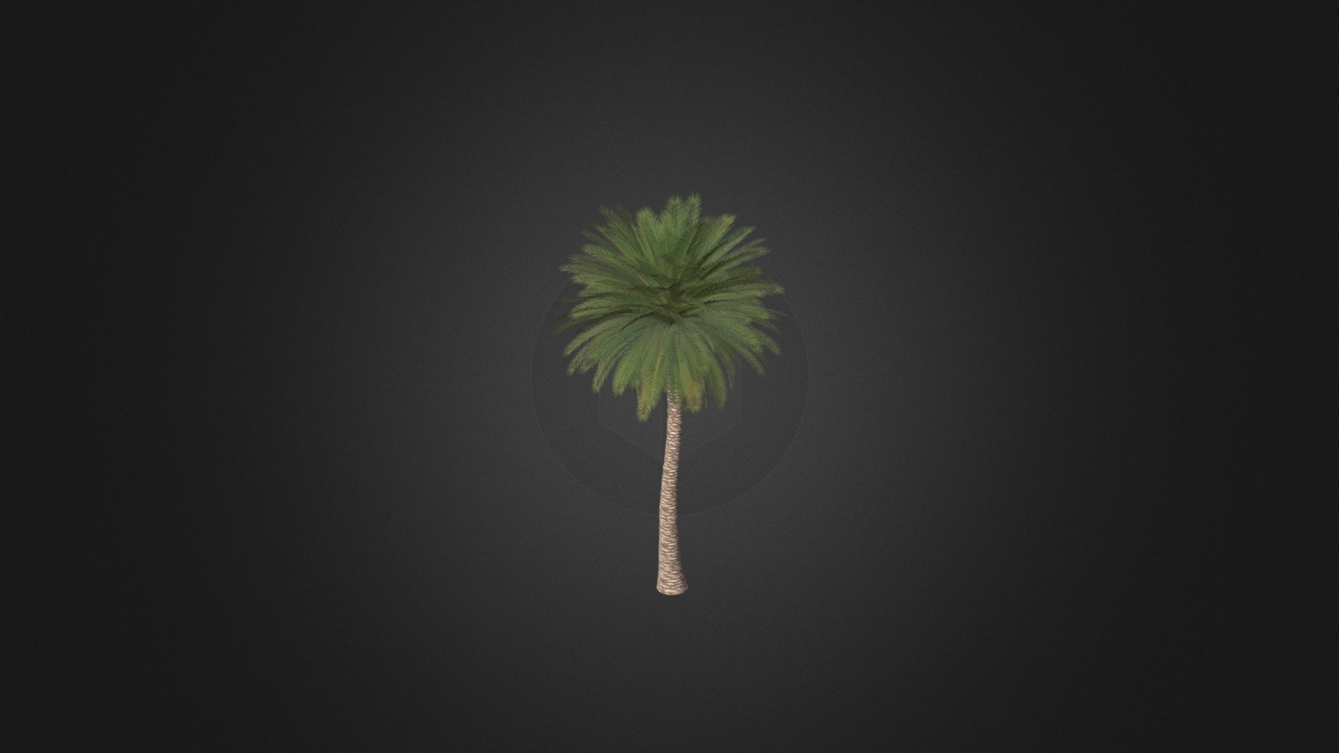 Canary Island Date Palm