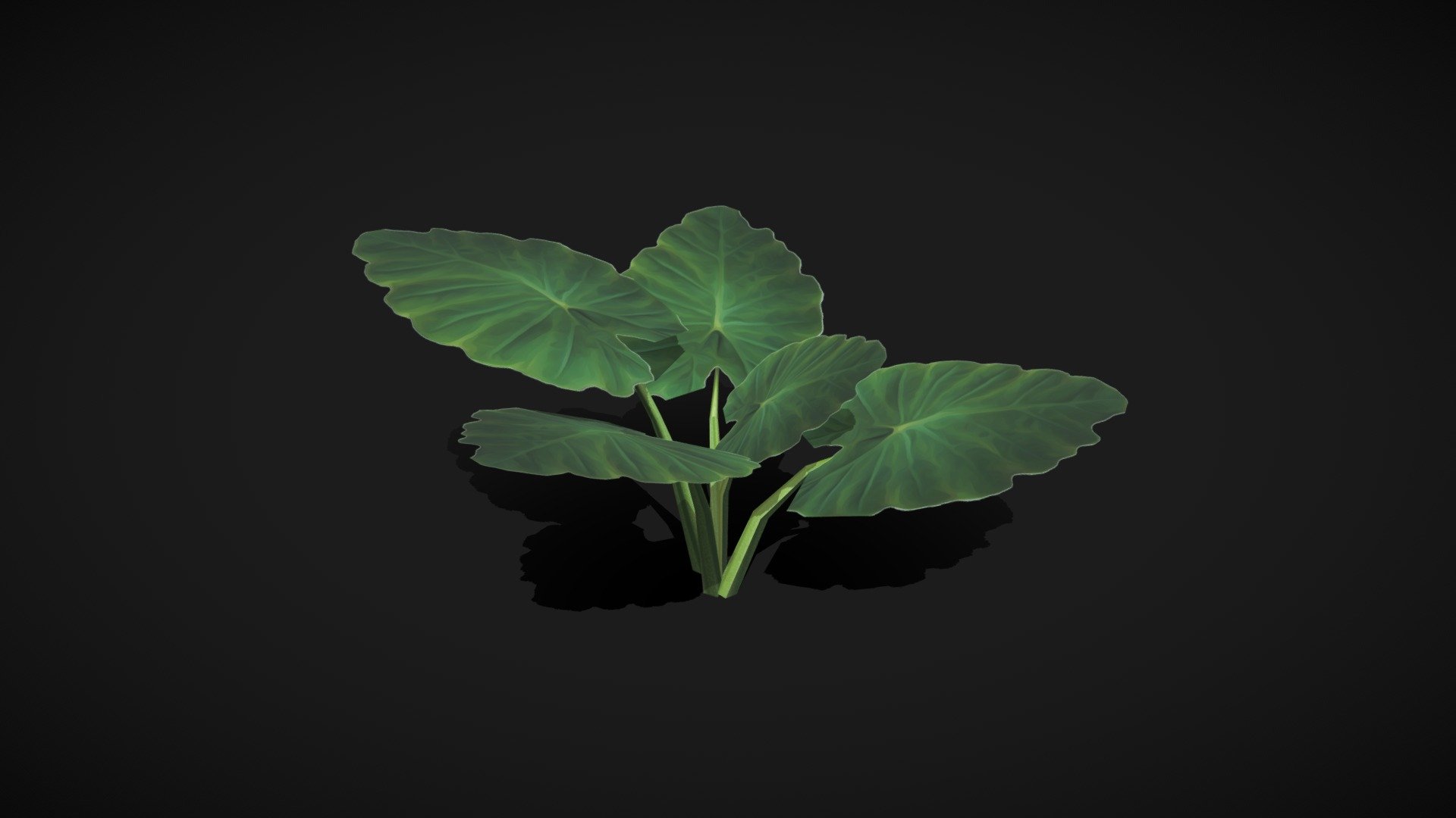 3D Cartoon Turtle low poly Model
Elephant Ear plant is a descriptive name given to a variety of tropical rain-forest plants including alocasia, remusatia, and xanthosoma that are often found for sale year round.Elephant Ear stalks are used as a Vietnamese herb which is first peeled and then cut. It is a popular addition to stir-frys and soups

Features:-

-Polycount is 117 polys (low poly, no turbosmooth)

-Fully UV mapped

-Fully texture model

Texture formats:- JPEG

-Cleaned up and optimized object

-Clean and proper mesh loop flow

-Can be used in unity and unreal by just drag and drop.