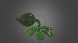Carnivorous plant green, plant, plants, teeth, tongue, vegetation, nature, hungry, carnivorous, movement, dangerous, reflections, slimy, blender, creature, animated, leaves
