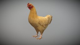 Hen chicken Animated bird, chicken, nature, hen, livestock, poultry, game