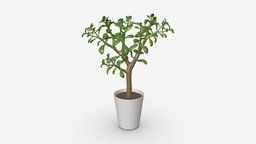 Plant crassula object, green, plant, pot, flower, flowerpot, decorative, botany, floral, succulent, houseplant, 3d, pbr, design, plastic, black, crassula