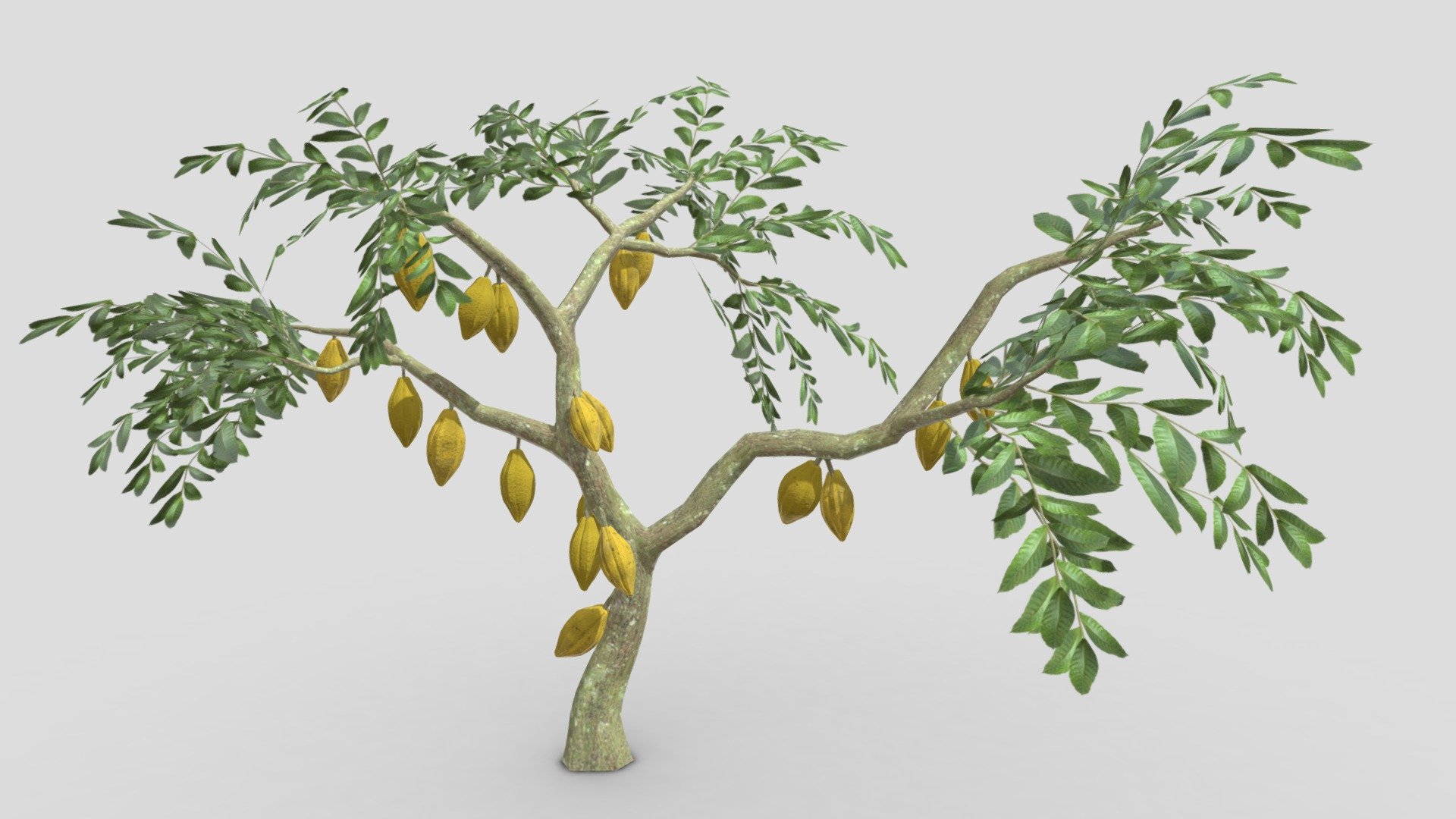 This is a 3D low poly model of a Cacao tree that you can use in your projects.

Info:

Theobroma cacao is a small evergreen tree in the family Malvaceae. Its seeds, cocoa beans, are used to make chocolate liquor, cocoa solids, cocoa butter, and chocolate. Native to the tropics of the Americas, the largest producer of cocoa beans in 2018 was Ivory Coast, at 2.2 million tons.