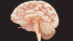 Human Brain Cross Section Anatomy face, eye, cross, anatomy, brain, biology, section, learning, education, eyes, science, head, medicine, health, nerve, cns, nervous, healthcare, stem, 3d-model, cerebellum, cranial, nerves, optic, nervous-system, brainstem, ebers, human, nervoussystem