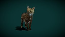 European WildCat (Lowpoly) cat, cute, small, pet, animals, creatures, mammal, nature, wildlife, game-asset, wildcat, felidae, animalia, lowpoly, nyilonelycompany, noai, small-cat, european_wild_cat, felis-silvestris, european-cat