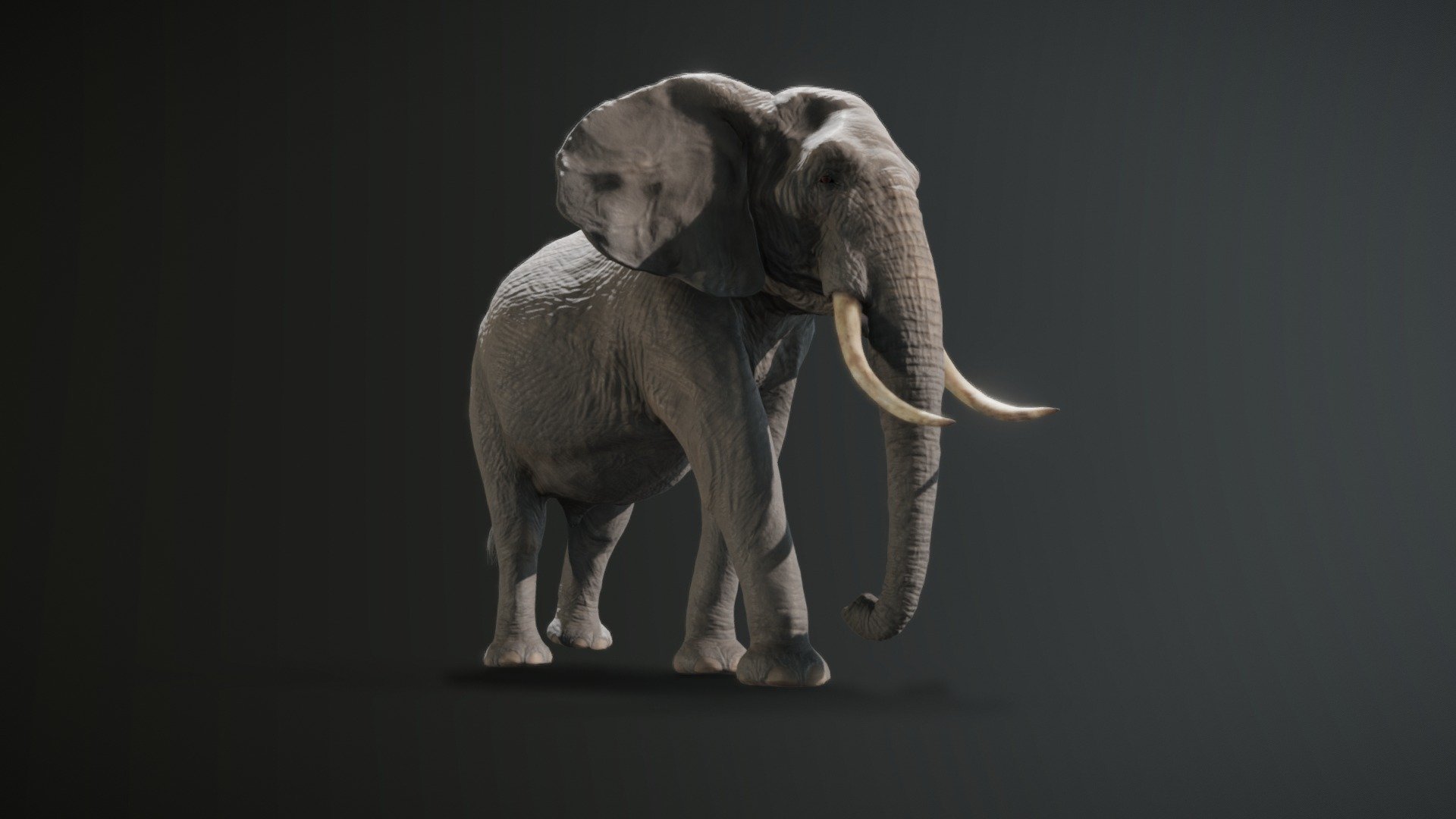 This article includes a faithful representation of a male African elephant.

Currently this object is available for Blender, adapted for Cycles, if you are looking for realism and EEVEE for fast renders

This product contains PBR textures, so it is easily exportable to multiple platforms, and offers efficient operation in environments with
limited resources such as video games, VR applications, augmented reality and real time.

-colormap 8192 x 8192
-glossinessmap 8192 x 8192
-normalmap 8192 x 8192
-normalmap_lowpoly 8192 x 8192
-displacementmap 8192 x 8192
-eye_textures
-hair_textures

Apart from the PBR textures you can find a high quality displacement map (16 bit deep) so that you can extract this object in any resolution, although this option is only recommended for expert users. For that reason three resolutions are included in this pack
preset:

You will have access to updates after the purchase is made for free.

don't forget to upload the textures to the materials.
