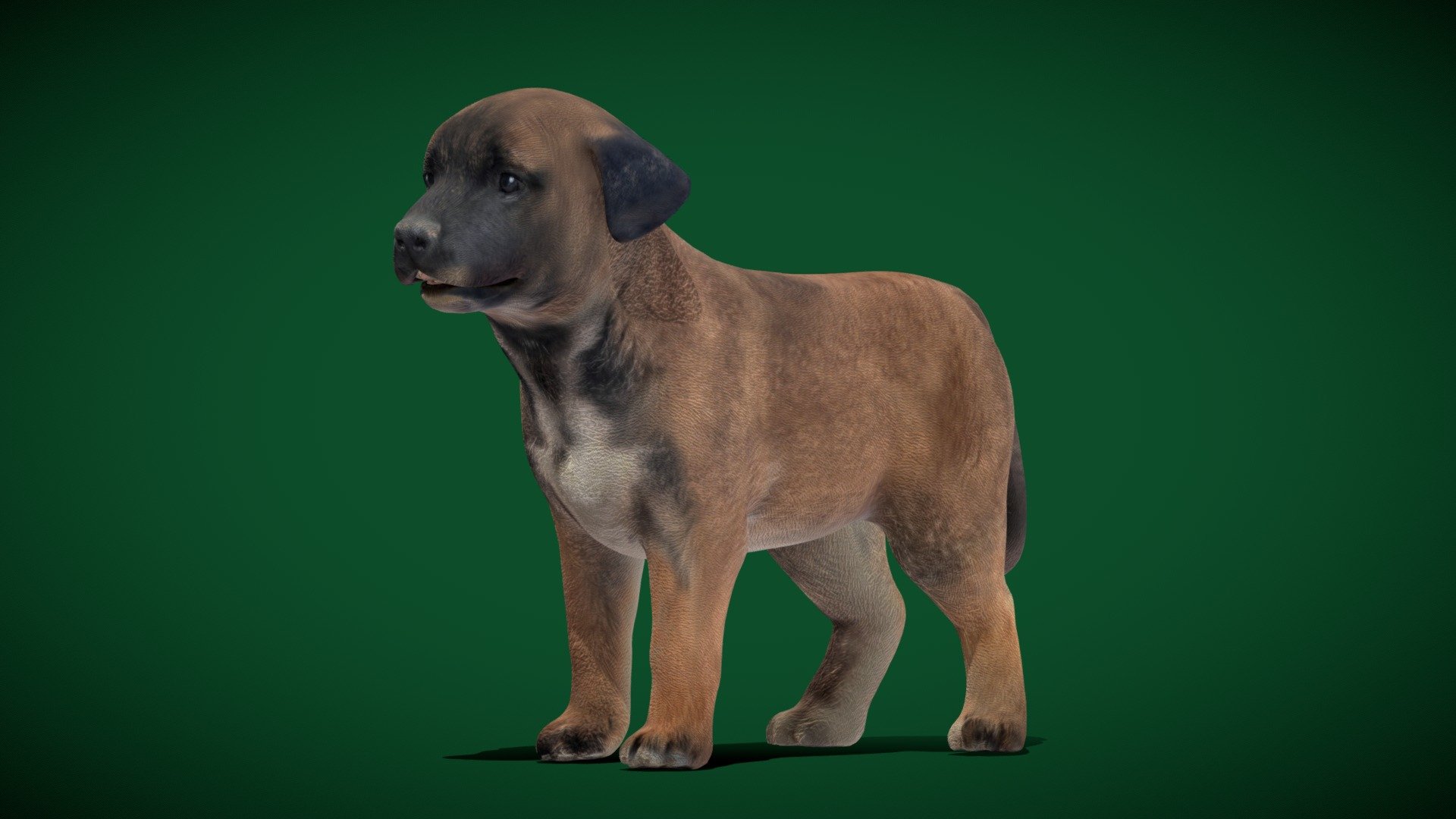 

Belgian Shepherd Puppy( medium-sized herding dog )Baby Shepherd

Canis lupus familiaris Animal Dog breed   (Belgium) 

1 Draw Calls

MidPoly

GameReady For NPC (Usages)

Single Animation

4K PBR Textures Material

Unreal FBX (Unreal 4,5 Plus)

Unity FBX  

Blend File 

USDZ File (AR Ready). Real Scale Dimension

Textures Files

GLB File (Unreal 5.1  Plus Native Support)

Gltf File ( Spark AR, Lens Studio(SnapChat) , Effector(Tiktok) , Spline, Play Canvas ) Compatible

Triangles : 32198

Vertices  : 16189

Faces     : 17367

Edges     : 33551

** Diffuse, Metallic, Roughness , Normal Map ,Specular Map,AO**

The Belgian Shepherd is a breed of medium-sized herding dog from Belgium. While predominantly considered a single breed, it is bred in four distinct varieties based on coat type and colour; the long-haired &hellip; Wikipedia
FCI Number: 15
Hypoallergenic: No
Life expectancy: 10 – 14 years
Temperament: Stubborn, Friendly, Alert, Hard-working, Confident, Active, Protective, Watchful