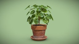 [FREE] Pilea Peperomioides Terracotta pot plant, money, indoor, chinese, terracotta, pilea, peperomioides, noai