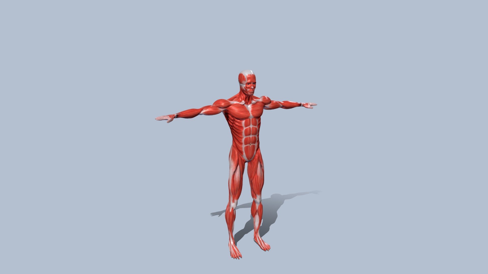 ThisThis is a male character with all the muscles hand-textured, in Zbrush.
full HD resolution quality, includes normalmap to notice the grooves of the muscles.