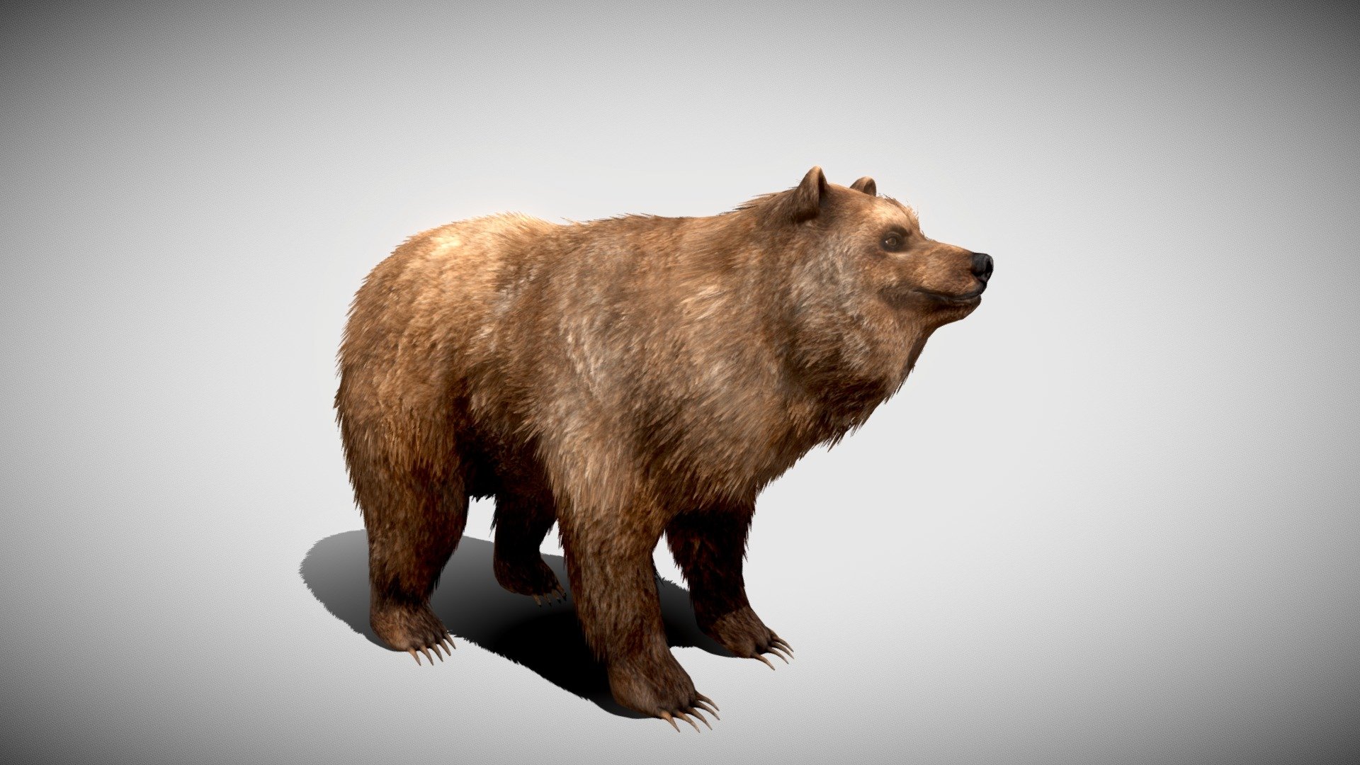 The furry bear with animations, IMPORTANT - The fur uses two map UV - BEAR - for color ( The same texture like albedo for bear) OPACITY****- for opacity map and transparent.
