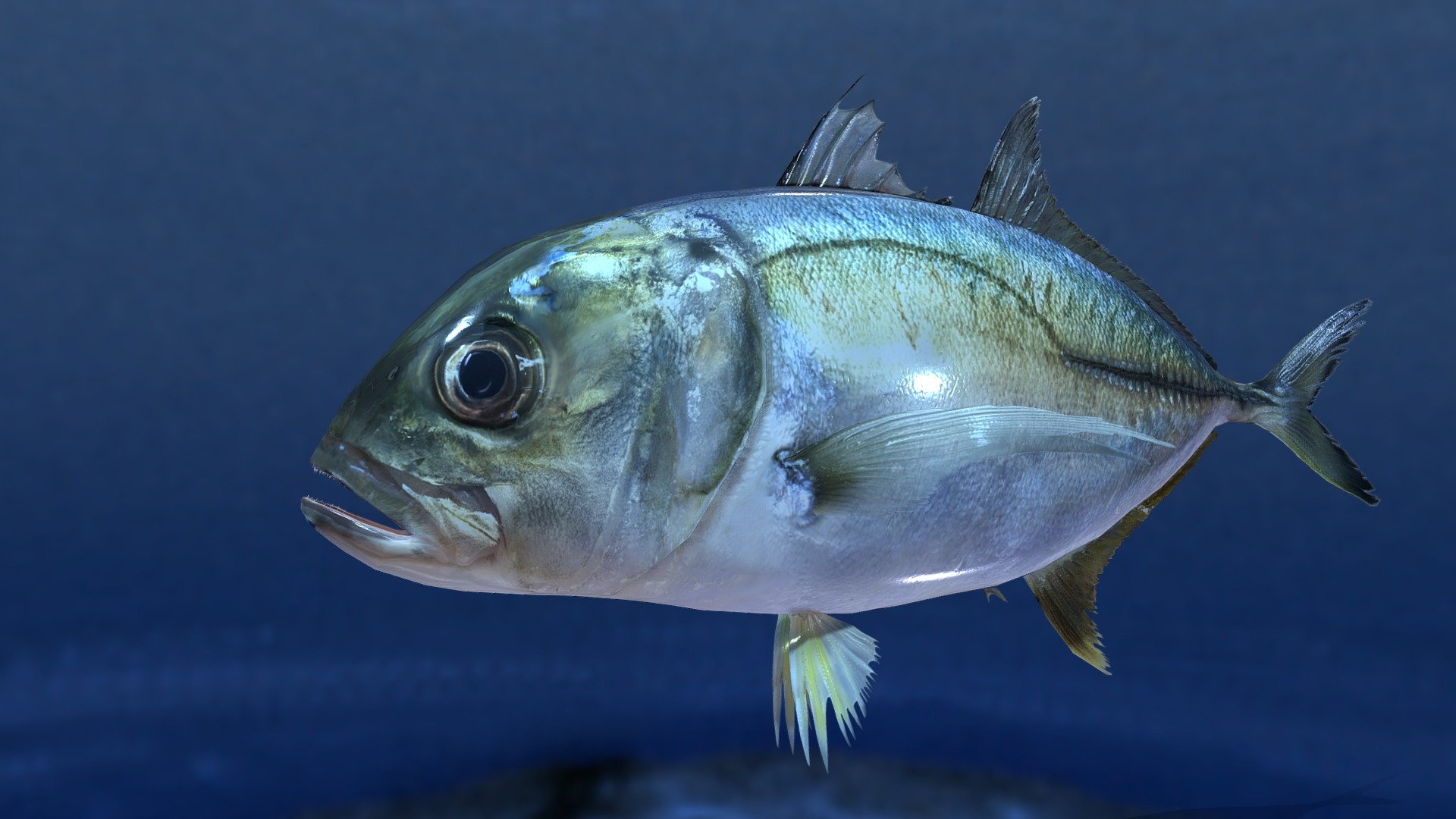 This 3D model is designed to balance realism and usability, making it suitable for games, simulations, exhibitions, video production, education, and other uses.

A refined commercial version, reconstructed based on the real-life size of the fish, is now available as v1.2.

Highly realistic 3D fish models with shape keys are available from $8. Please note that rigging and animation are not included in the v1.2 models.

CGTrader:
https://www.cgtrader.com/3d-models?author=MEA-AQUA

MEA AQUA Official Website:
https://meaaqua.fc2.net/



[Note] The model shown on this Sketchfab page is the older v1.0 version.

Please note that the v1.0 model is not real-life size. Its bone structure and mesh size do not match the actual fish size.

However, the v1.0 model includes a rig and animations, so it can be used for animation purposes, such as swimming animations.

If you would like to purchase the v1.0 version, it is available in our online shop for $7.

Online Shop:
https://meaaqua.stores.jp/