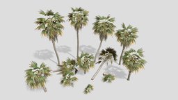 Key Thatch Palm Pack tropical, palm, treeit, keythatch