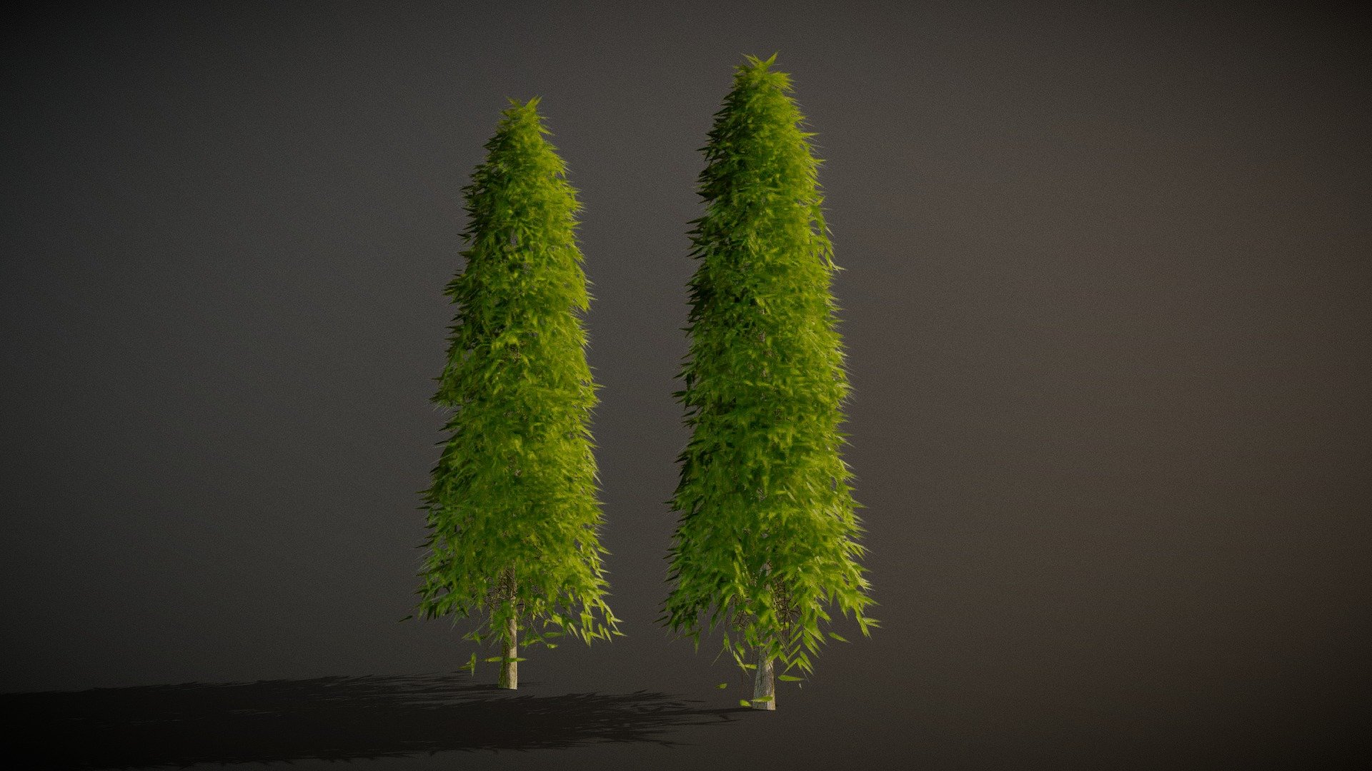 Saraca idica ashoka Tree with 4k Textures.