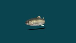 Ayu Sweetfish fish, animals, august, ayu, animation, plecoglossus, altivelis, sweetfish, nyilonelycompany, noai, ayu_sweetfish, plecoglossus_altivelis