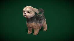Shih Tzu Dog Breed (Lowpoly) cute, dog, animals, mammal, ar, pets, tibet, lupus, breed, canis, shih, tzu, shihtzu, lowpoly, creature, animation, pekingese, nyilonelycompany, noai, pet-dog, toy-dog, familiari