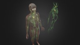 Human Lymphatic System body, cross, anatomy, system, section, string, knot, gland, vr, ar, science, anatomical, vessels, thyroid, spleen, node, scanline, lymphatic, immune, maya, 3d, pbr, model, man, 3ds, medical, human, male, c4d, mammary, thymus
