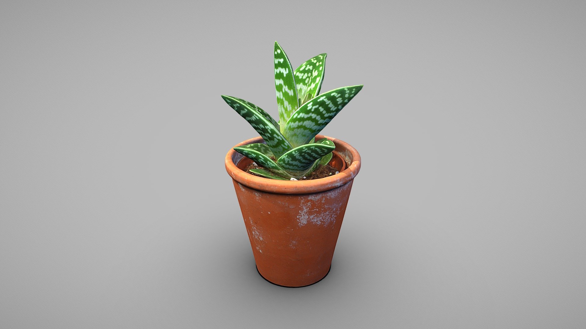 Gonialoe Variegata

A  game-engine ready model with clean quad topology

Model includes 8k diffuse map, 4k normal map, 4k ambient occlusion map

Photos taken with A7Riv + D5300

Processed with Metashape + Blender + Quad remesher