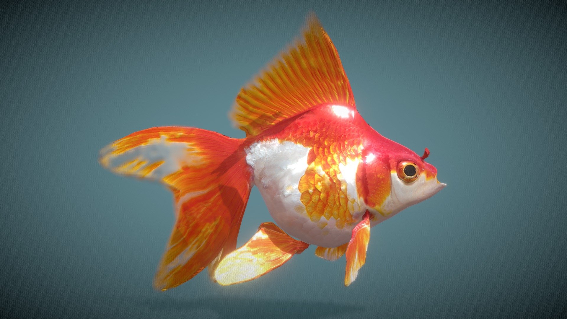 This is a variety of goldfish measuring between 10 and 15 cm. This model is made for game, multimedia or VR with different animations.

This Model contains:





8 animations ( Float, Swim-Slow, Swim-Fast, Emerge-Fast, Immerse-Fast, Jump, Emerge-Slow, Immerse-Slow)




4k sized textures (Base color, Roughness, Specular, Normal map, Bump Map and translucent) 



Mores informations at: picasty@gmail.com
