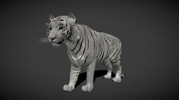 White Tiger (RIGGED ANIMATED) cat, tiger, bigcat, whitetiger, animal, animated, rigged