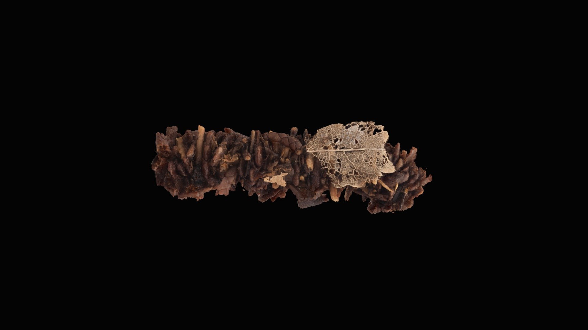 

Phryganopsyche sp.

Size:40mm

Architecture by Caddis larvae



Micro Photogrammetry

Generated by SfM method using thousands of photos

https://www.stulab.jp
