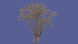 pear tree mesh photoscan tree, pear, birne, meadow, metashape, agisoft, photogrammetry, birnbaum