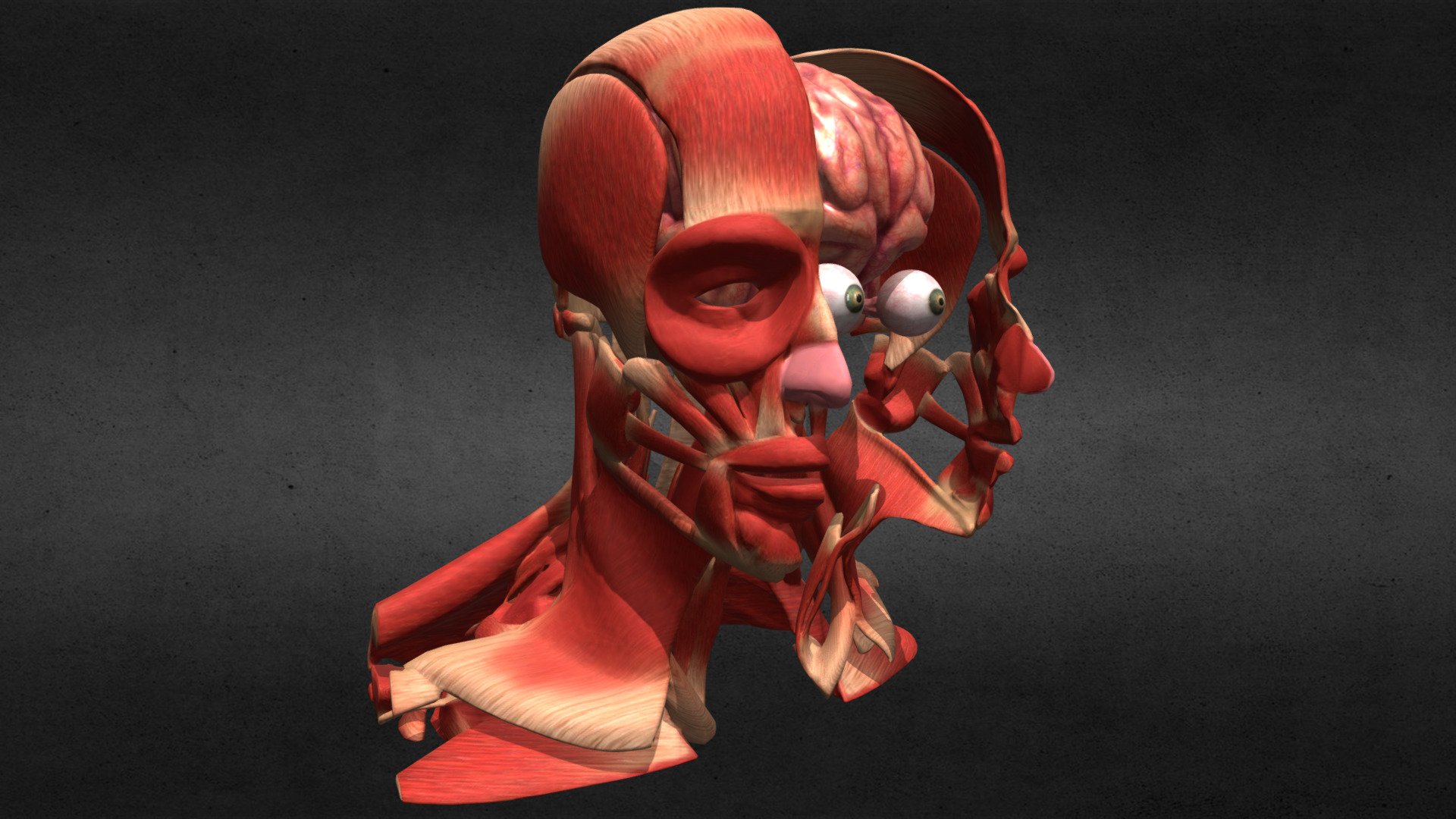 Head Muscle Brain Brainstem Eye System