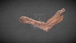 Arm muscles/Músculos del brazo anatomy, arm, muscle, forearm, triceps, biceps, anatomia, musculos, antebrazo, armmuscle