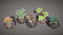 Succulents in pots (pack of 5 plants) plant, plants, pot, pack, detailed, realistic, sedum, plant-pot, echeveria, interior, senecio