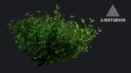 Bush (Realistic) plant, nature, bush, bushes, nature-plants, nature-asset
