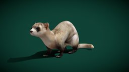 Black-footed Ferret (Endangered) cute, pet, animals, mammal, mink, ferret, animations, endangered, polecat, nyilonelycompany, mustela, noai, nigripes, black-footed, american_polecat, prairie_dog_hunter