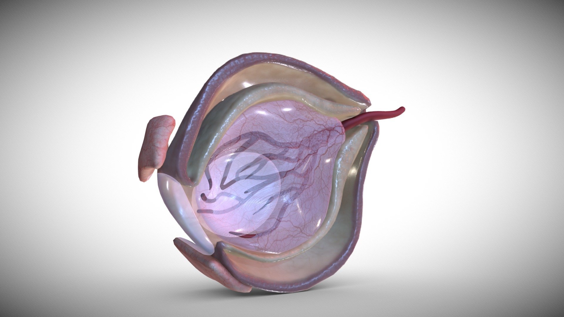 the eyes appear early in the fourth week in the form of a pair of lateral grooves , the optic sulci , which evaginate from the forebrain neural groove to form the optic vesicles .
References :-
1- Larsen's Human Embryology textbook ( Sixth Edition ).
2- the anatomy of human embryo electron microscope textbook  ( 1st Edition ) .
3-langman medical embryology textbook  ( Fourteenth Edition ).