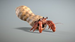 SculptJanuary18 Day 25: Nature-Shell sculpt, food, marine, b3d, shell, crab, nature, peanut, hermitcrab, sculptjanuary18, blender, blender3d, home