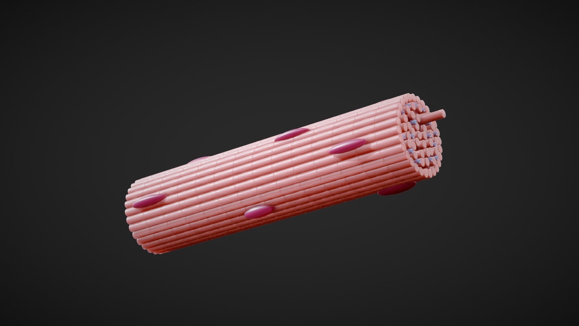 Skeletal Muscle Fiber Cross Section Anatomy




Format: FBX, OBJ, MTL, Blender v3.4.0

Optimized UVs (Non-Overlapping UVs)

4k Maps (PBR)

Base Color (Albedo)

Normal Map

AO Map

Metallic Map

Roughness Map

Height Map

Render scene in Blender

