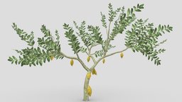 Cacao Tree(Yellow Fruit)- 02 cacao-tree, 3d-cacaotree, lowpoly-cacao, 3d-lowpoly-cacao, cocoatree