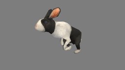 Rabbit rabbit, beast, bunny, forest, africa, pet, animals, wild, mammal, african, safari, pets, wildlife, animal, animated