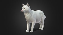 Cat Fat cat, cute, kitty, pet, fat, kitten, noai