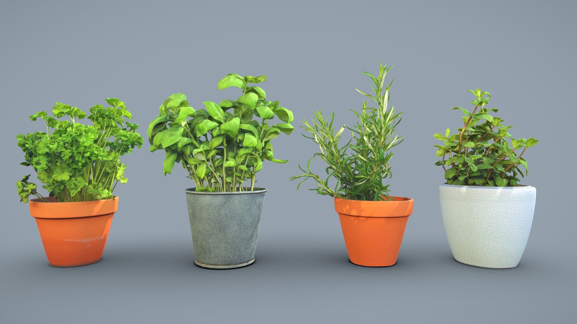 A pack of herbs that includes highpoly (about 950k) and lowpoly (about 50k) models of each plant. Pack includes:

Parsley  Highpoly version

Basil Highpoly version

Rosemary Highpoly version

Spearmint Highpoly version

All models include 8k diffuse map, 4k normal map, 4k ambient occlusion map and 4k subsurface map