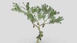 Cacao Tree( Green Fruit)- 03 cacao-tree, 3d-cacaotree, lowpoly-cacao, 3d-lowpoly-cacao, cocoatree