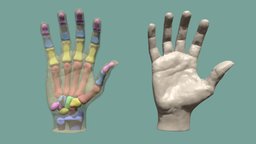 Bones of the hand - Turntable skeleton, anatomy, ecorche, hand