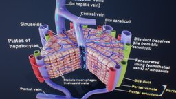 Microscopic Anatomy Of The Liver portal, cross, anatomy, biology, organism, system, cell, branches, study, liver, artery, tissue, triad, education, science, anatomical, scientific, duct, vein, bile, humananatomy, histology, digestive, microscopic, lobes, hepatocyte, hepatic, centeral, microbiology, capillary, microarchitecture, cross_section, lowpoly, low, structure, medical, human, lobules, noai, hepaticus, sinusoids