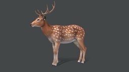 Deer - Stag forest, deer, wild, stag, horn, doe, elk, spotted, sika, noai