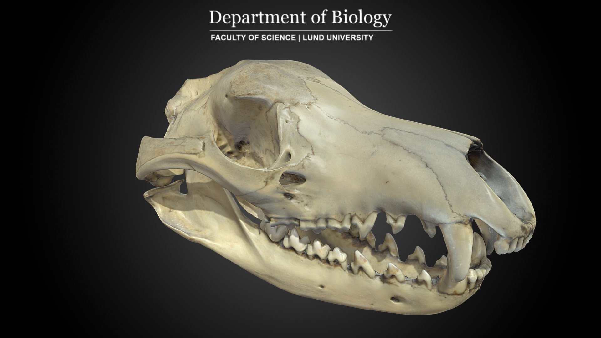 Scan of Tasmanian tiger (Thylacinus cynocephalus) skull from the Biological Museum at Lund University, Sweden. 

Catalog number L872/3051 - Year 1872

The Tasmanian tiger is an extinct carnivorous marsupial that was native to the Australian mainland and the islands of Tasmania and New Guinea. It is commonly known as the Tasmanian tiger (because of its striped lower back) or the Tasmanian wolf (because of its canid-like characteristics). Intensive hunting, disease, the introduction of dogs, and human encroachment into its habitat is blamed for its extinction. The last known live animal was captured in 1930 in Tasmania.

Source Wikipedia

Scanned with Artec Space Spider. Processed with Artec Studio 16.

See our Collection about anthropogenic extinction.