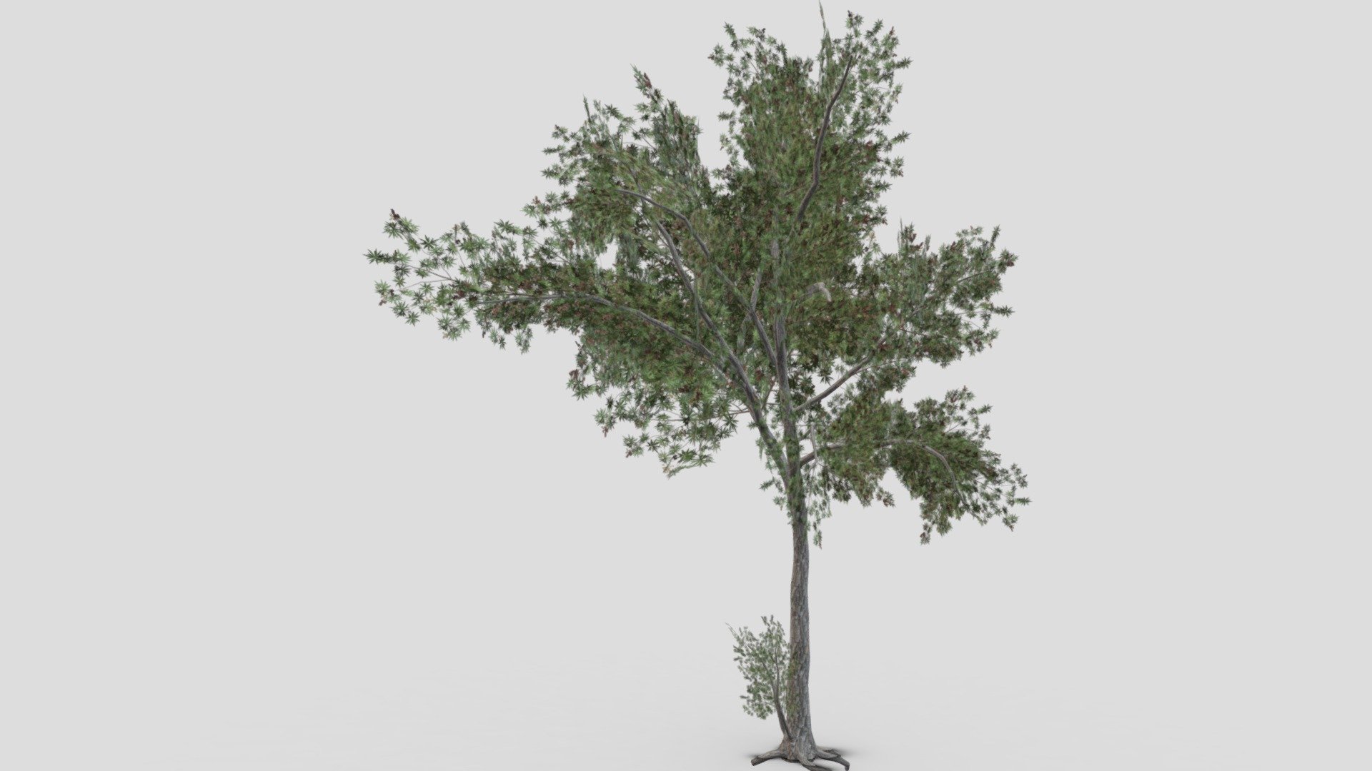 This is a low poly 3D Model of the Conocarpus Tree. I tried to make a low poly model so you can use this 3D model in your projects.