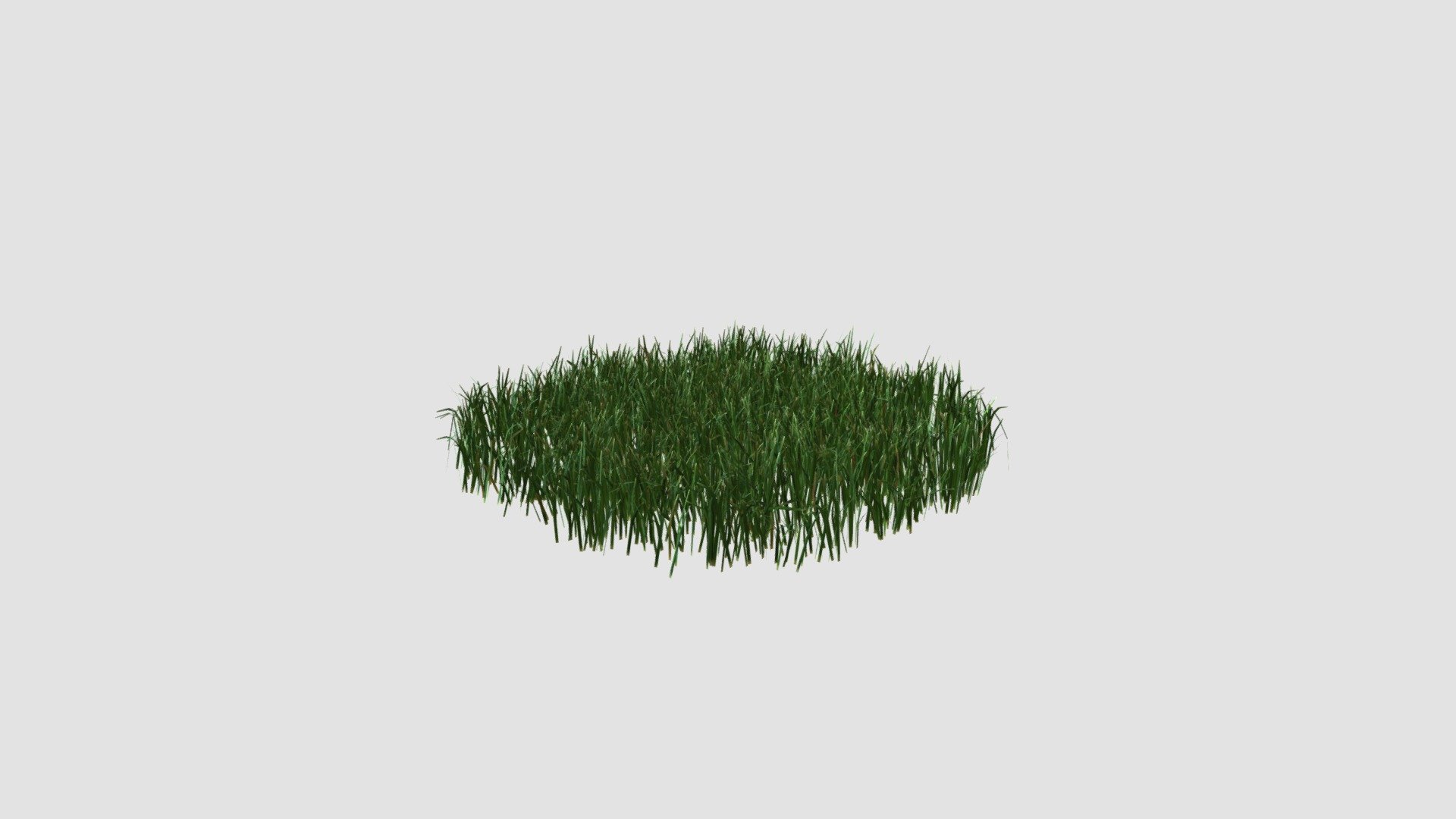 Highly detailed 3d model of plant with all textures, shaders and materials. It is ready to use, just put it into your scene.