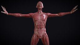 full body muscle study body, anatomy, studio, muscles, study, bodyscan, reference, science, artistic, anatomical, fullbody, anatomy4sculptors, anatomical-model, sculpt3d, maya, blender, art, model, zbrush, tendoms